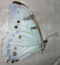 Morpho luna gynandromorph (verso papered 167) (Internet Image property of respective owner, non-commercial use only)